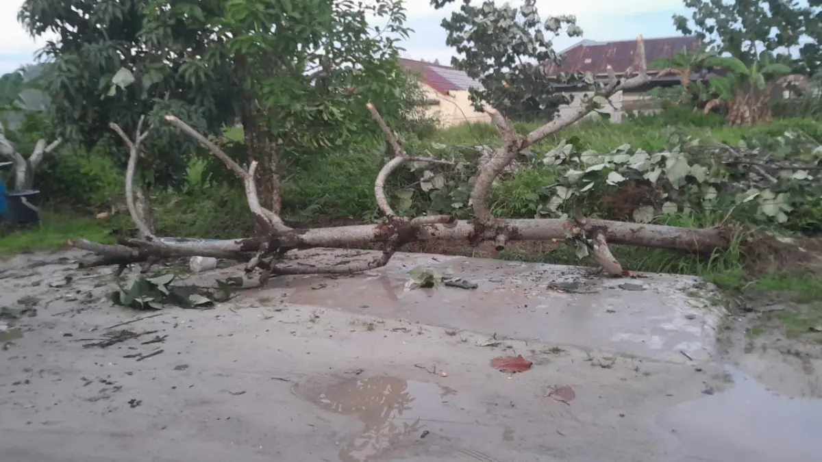 Pohon tumbang ke jalan di Jalan Nyi Enat, Kecamatan Mentawa Baru Ketapang, Sampit, Minggu sore (31/5/2026). (Warga/Radar Sampit)