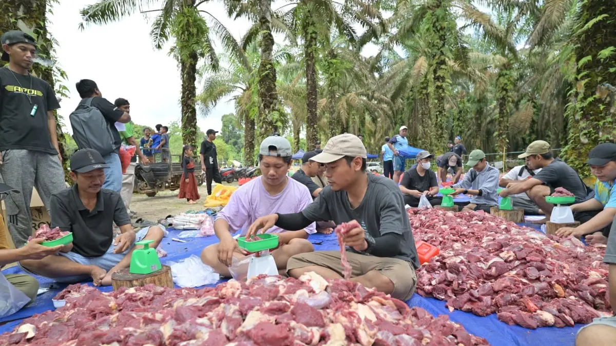 Proses penimbangan daging kurban di PT Uni Primacom (Musirawas Group) sebelum dibagikan kepada karyawan dan warga sekitar.  