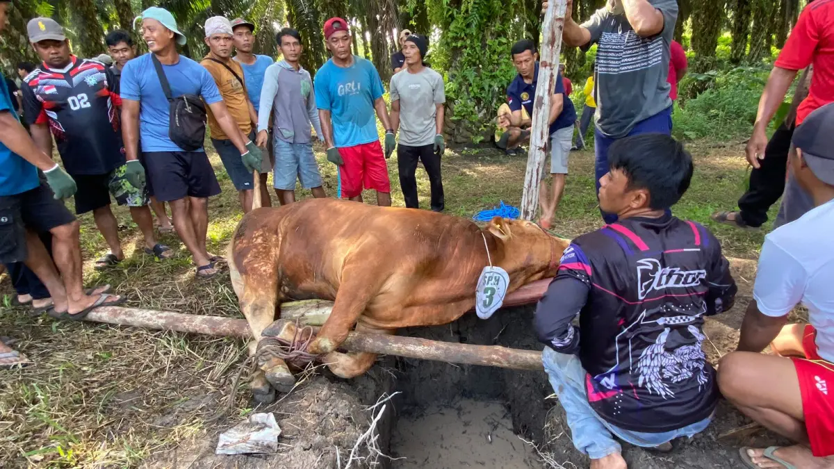 Proses penyembelihan hewan kurban di PT Sumur Pandanwangi Hanau (Musirawas Graoup). 