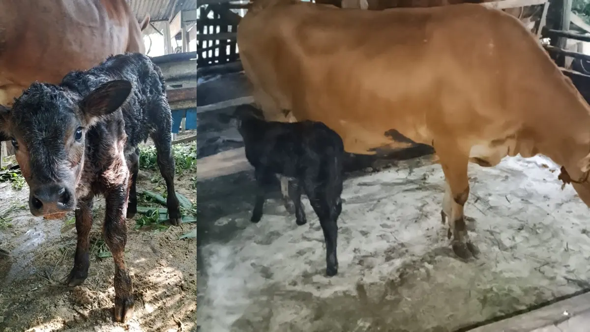 TERNAK SAPI: Peternak sapi lokal Desa Arga Mulya, Kecamatan Pangkalan Banteng berhasil mengembangbiakkan sapi jenis Belgian Blue. (Imron/Radar Sampit)
