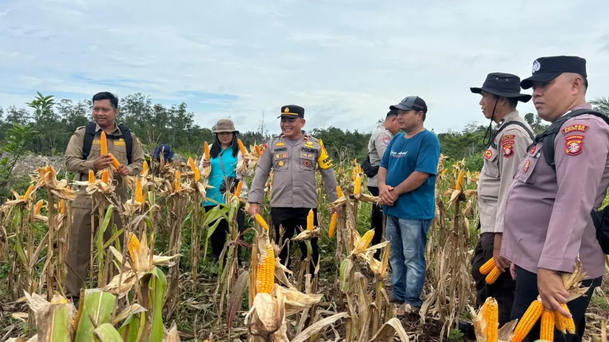 Suasana panen raya jagung hibrida di Desa Tumbang Empas, Kecamatan Mihing Raya, Selasa (2/6). (POLSEK SEPANG/RADAR SAMPIT) &nbsp;