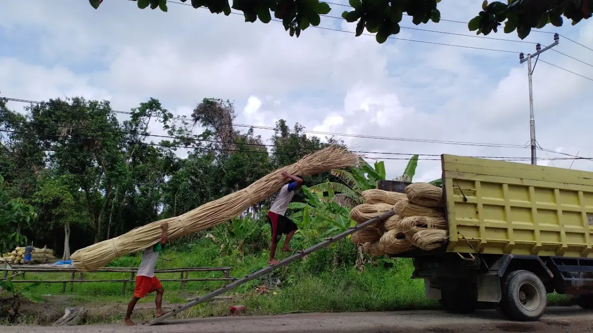Pekerja mengangkat gulungan rotan kualitas terbaik dari Kotawaringin Timur, siap dikirim ke pengepul. (Dok.Usay Nor Rahmad/Radar Sampit)&nbsp;