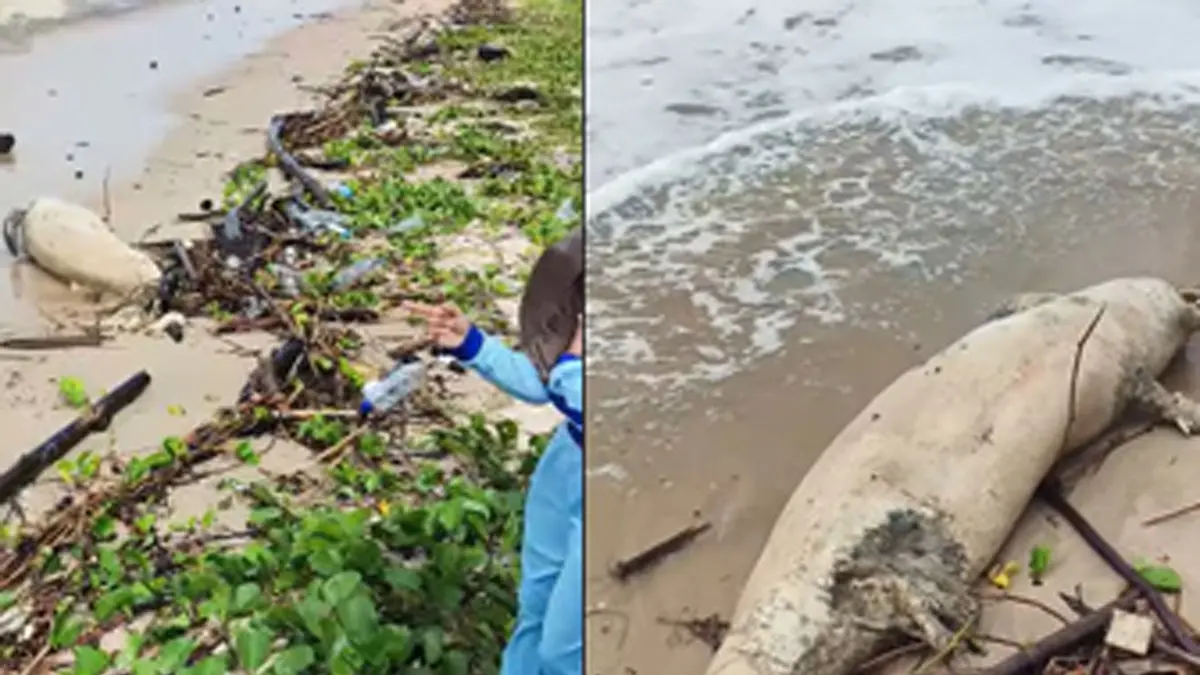 Tangkapan layar video diduga bangkai anak paus terdampar di Pantai Seribu Cemara, Desa Sungai Bakau, Kabupaten Seruyan. (Warga/Radar Sampit)&nbsp;