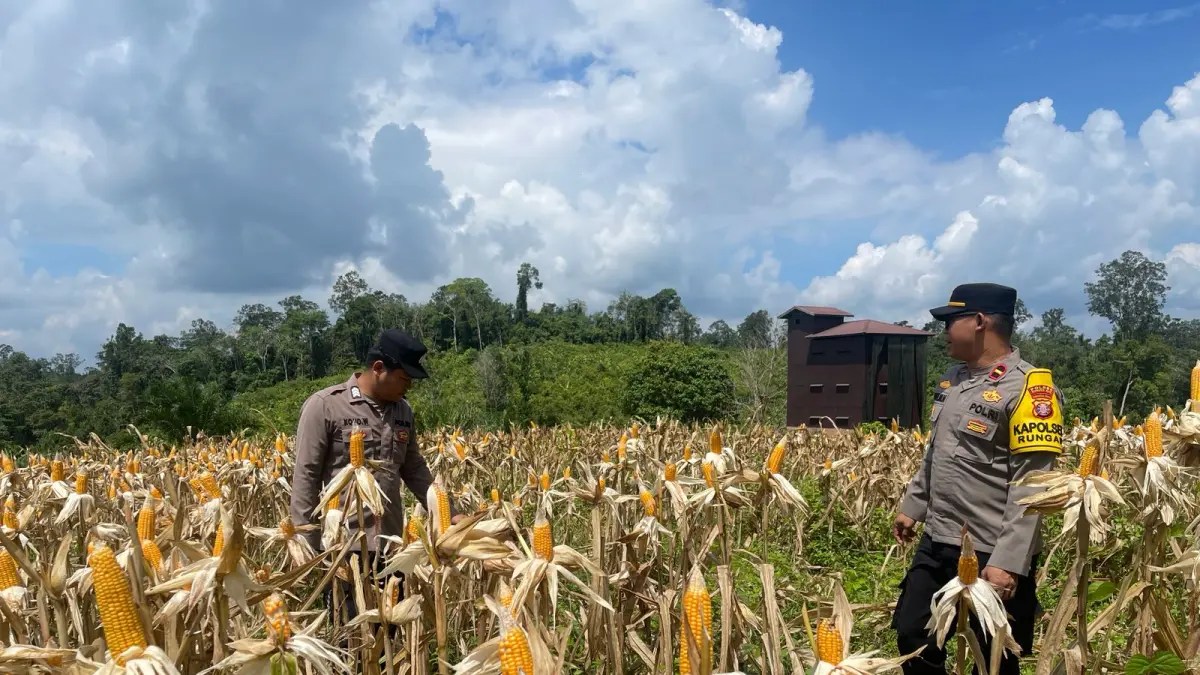 Suasana pengecekan kesiapan lahan jagung hibrida yang akan dipanen, di Desa Tajah Antang Raya, Kecamatan Rungan Barat, Sabtu (6/6). (POLSEK RUNGAN FOR RADAR SAMPIT)&nbsp;