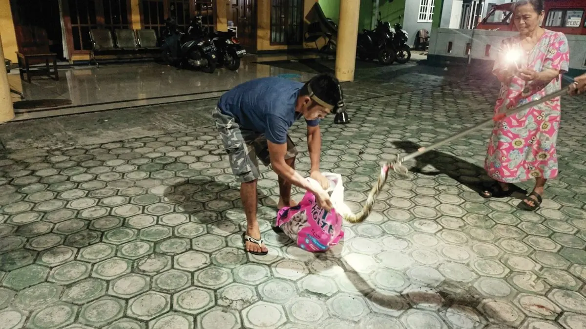 TANGKAP : Petugas menangkap ular piton yang menyusup ke kandang ternak milik warga Jalan Nyai Balau, Palangka Raya. FOTO: IST/RADAR SAMPIT