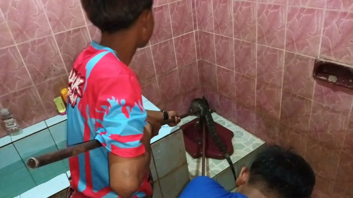 PENANGANAN : Tim BPK Kamboja saat melakukan penanganan seekor biawak yang masuk kamar mandi rumah warga Jalan Sesep Madu, Palangka Raya. FOTO: DODI/RADAR SAMPIT