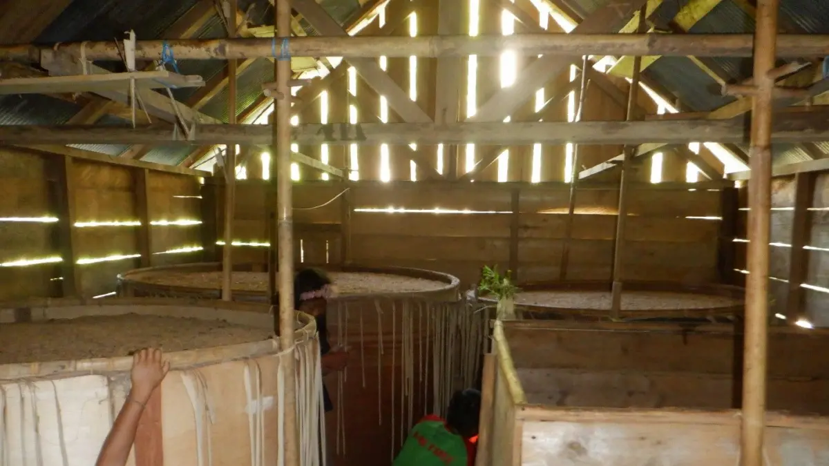 Bagian dalam lampau (lumbung padi) yang berisi lulung (tempat menyimpan padi). Lulung terbuat dari kulit kayu damar. Padi yang disimpan di dalam lulung bisa bertahan 10-15 tahun. (Foto: Mashudi/2022)