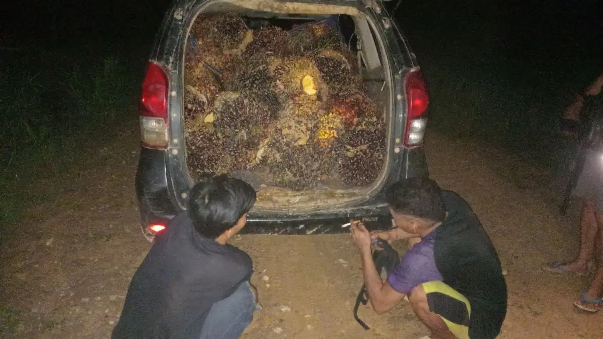 MALING : Dua pelaku dibekuk usai kepergok mencuri TBS kelapa sawit di kebun PT. KMB, Kecamatan Antang Kalang, Kotim. FOTO: IST/RADAR SAMPIT 