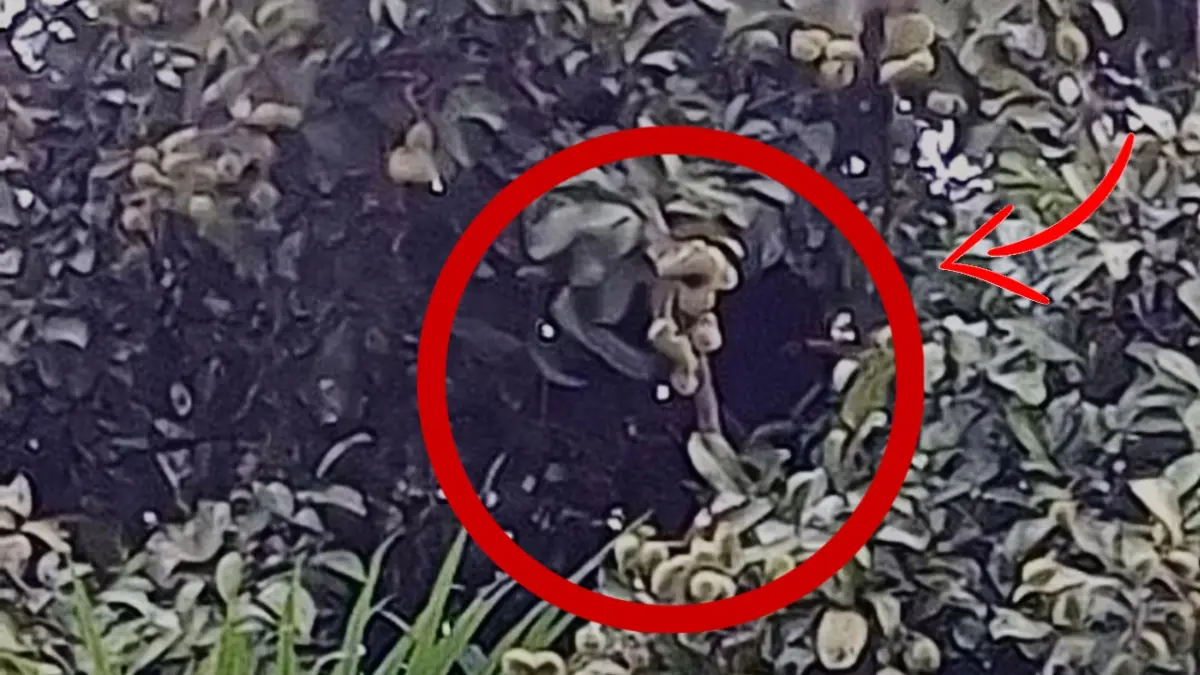 Beruang madu tampak naik ke pohon rambutan milik warga di Desa Sungai Paring, Kecamatan Cempaga, keberadaannya membuat takut warga. (Warga/Radar Sampit)&nbsp;