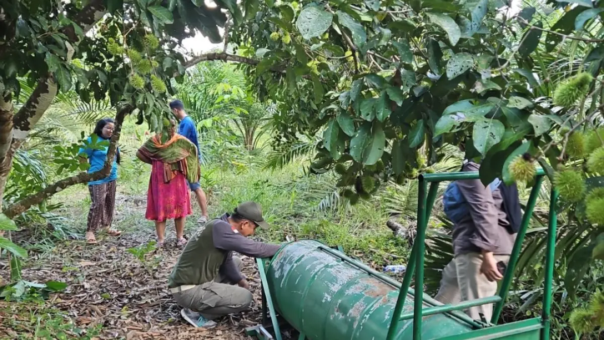 Pemasangan perangkap beruang di sekitar lokasi kemunculan beruang yang mendekati permukiman warga di Desa Sungai Paring, Kecamatan Cempaga, Senin (15/6/2026). (BKSDA/Radar Sampit)