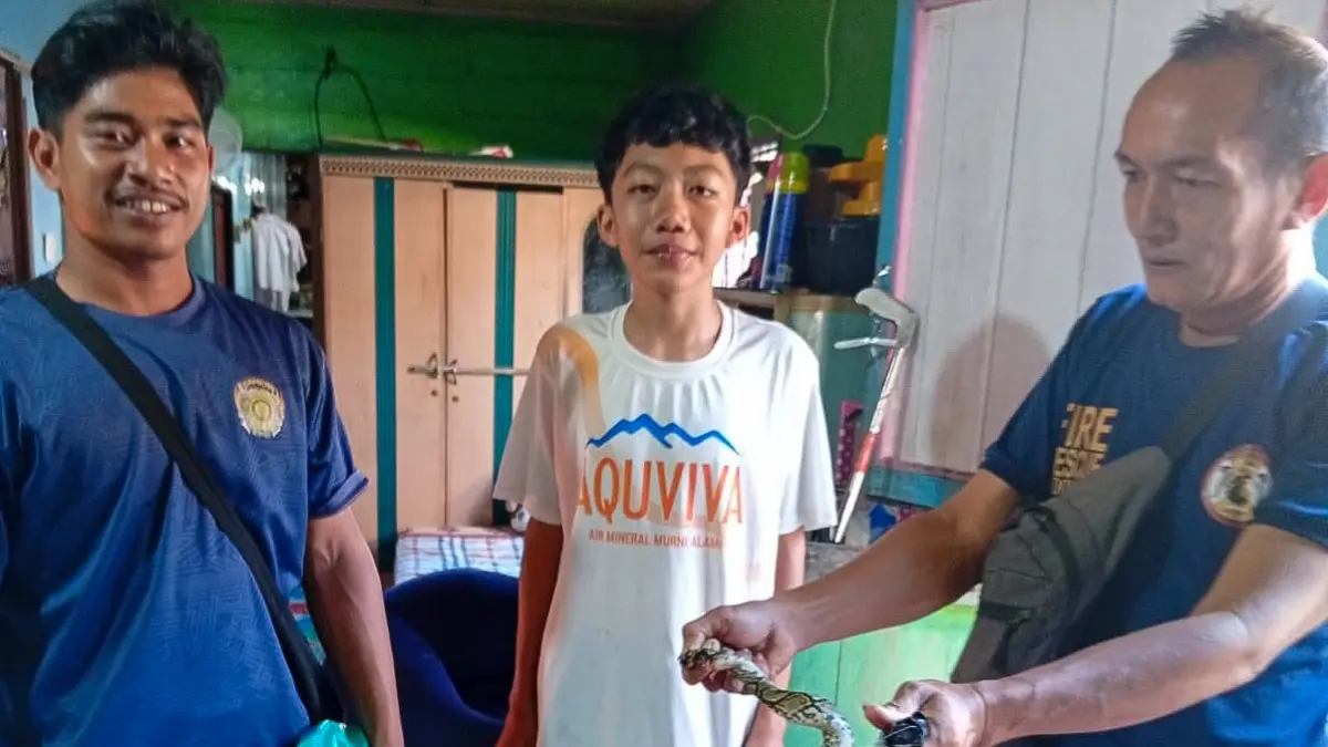 Personel Damkar Seruyan saat evakuasi ular Piton di dapur rumah warga Kelurahan Kuala Pembuang II, Kecamatan Seruyan Hilir. (Damkar/Radar Sampit)