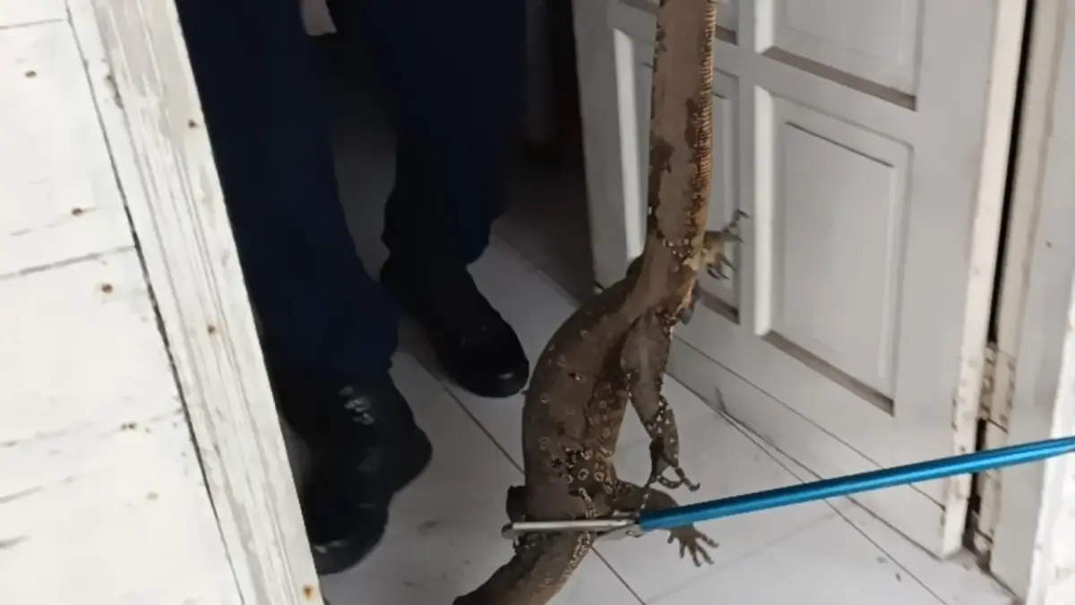 Biawak yang masuk ker rumah warga di Jalan S Parman, Kecamatan Mentawa Baru Ketapang, Selasa (16/6/2026). Akhirnya diamankan petugas Disdamkarmat Kotim. (Disdamkarmat Kotim/Radar Sampit)&nbsp;