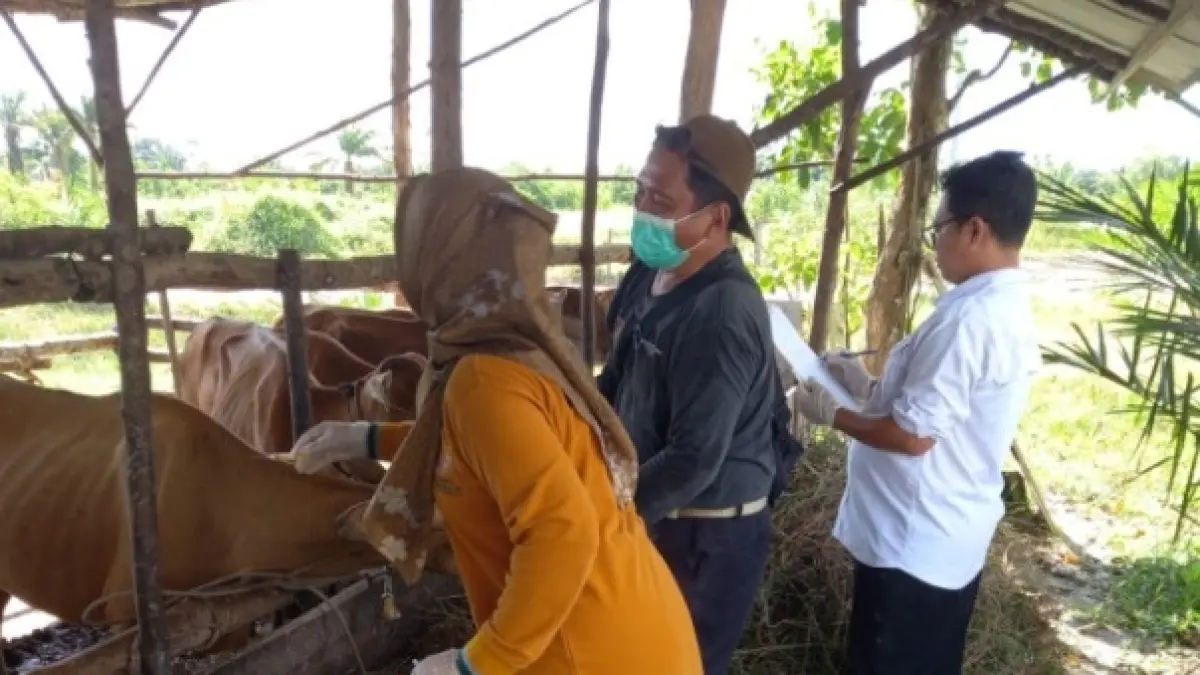 PENCEGAHAN: Vaksinasi pencegahan Penyakit Mulut dan Kuku, di peternakan sapi di Kota Pangkalan Bun, Kabupaten Kotawaringin Barat, belum lama ini. (Distan/Radar Sampit)