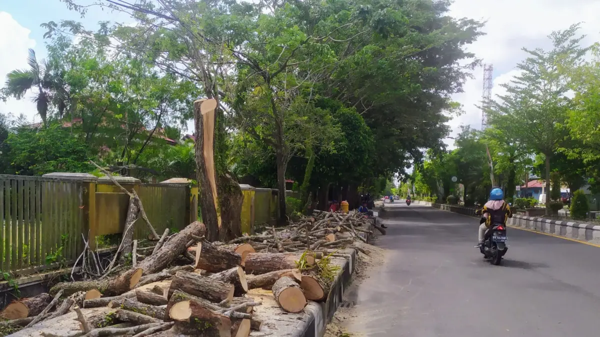 Pemangkasan pohon di tepi jalan protokol di Sampit, mengantisipasi angin kencang saat cuaca ekstrem. (Dok. Usay Nor Rahmad/Radar Sampit)&nbsp;