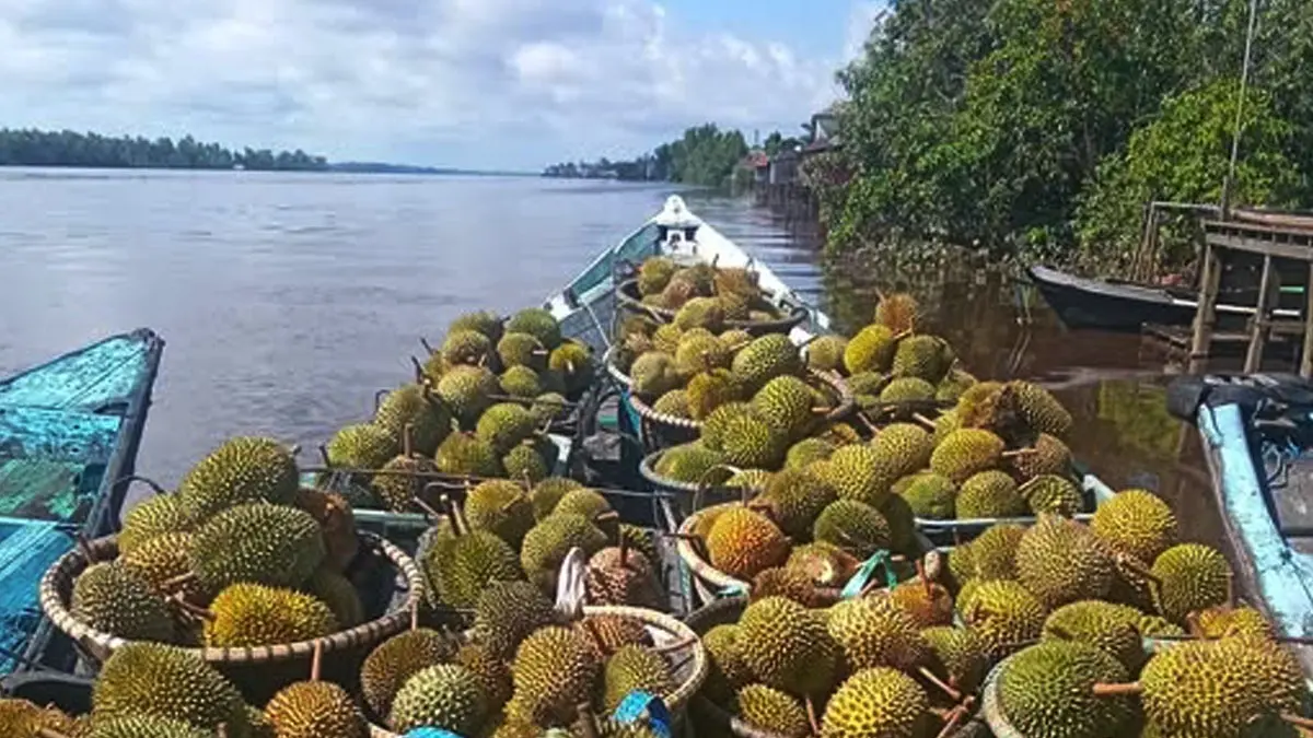 Hasil panen durian di Desa Babaung, Kecamatan Pulau Hanaut, melimpah. Dalam sekali angkut hasil panen bisa satu perahu lebih. (Arbatina untuk Radar Sampit)