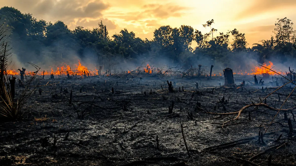 Lahan yang mengalami kebakaran hutan dan lahan yang masih sering terjadi wilayah Kotim dan Kalteng secara umum, terutama ketika kekeringan melanda. (dok/radarsampit)