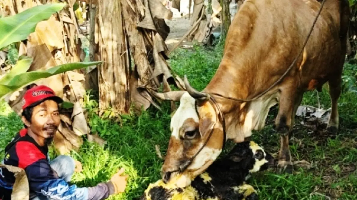 Nampak anak sapi jantan jenis Belgian Blue hasil Inseminasi Buatan (IB), bersama induknya, di Desa Amin Jaya, baru-baru tadi.(istimewa/warga)