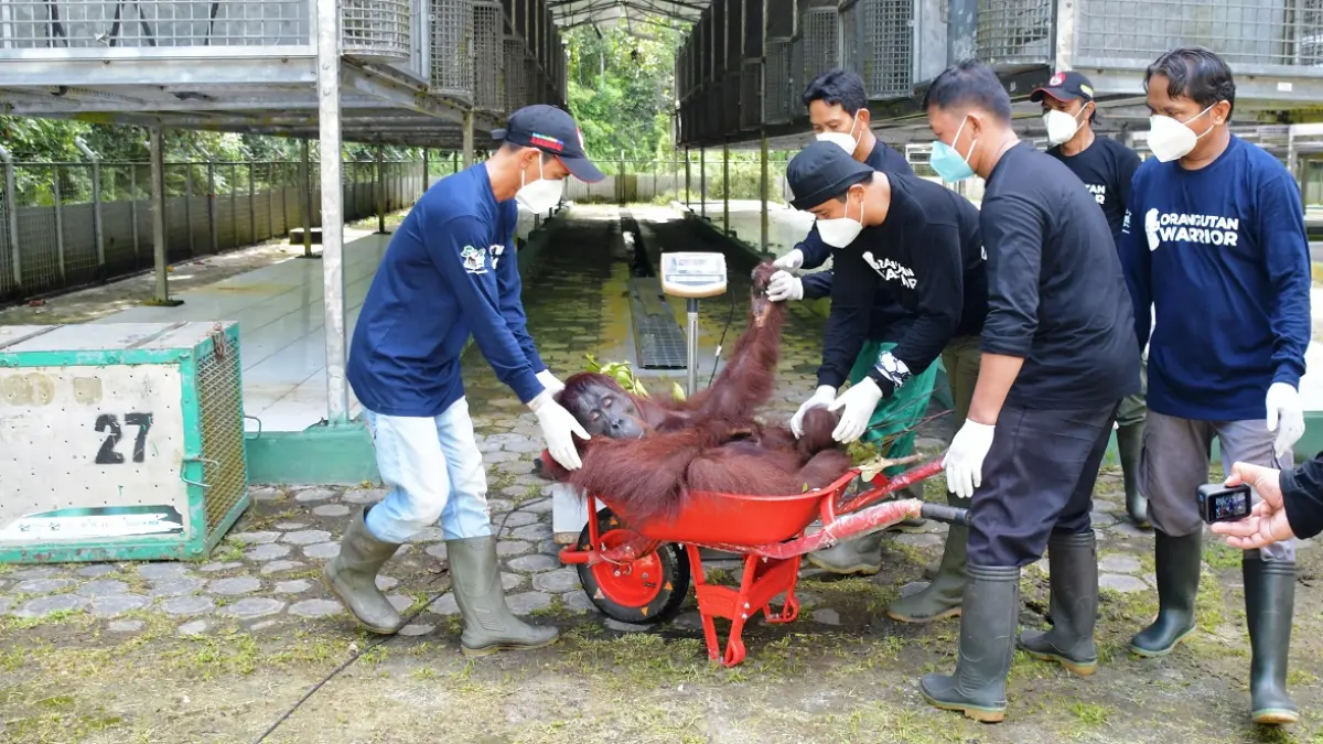 Salah satu Orangutan, menjelang pelepasliaran di Resort Tumbang Hiran, Wilayah II Kasongan, Taman Nasional Bukit Baka Bukit Raya (TNBBBR).(istimewa)