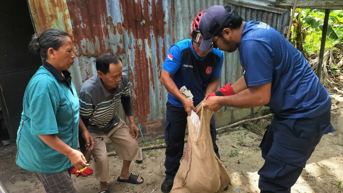 TANGKAP ULAR: Animal rescue Damkar Kobar evakuasi ular Sanca (Phytondidae) dari rumah warga Desa Natai Raya, Kecamatan Arut Selatan, Jumat (19/6/2026). FOTO: DAMKAR KOBAR/RADAR SAMPIT