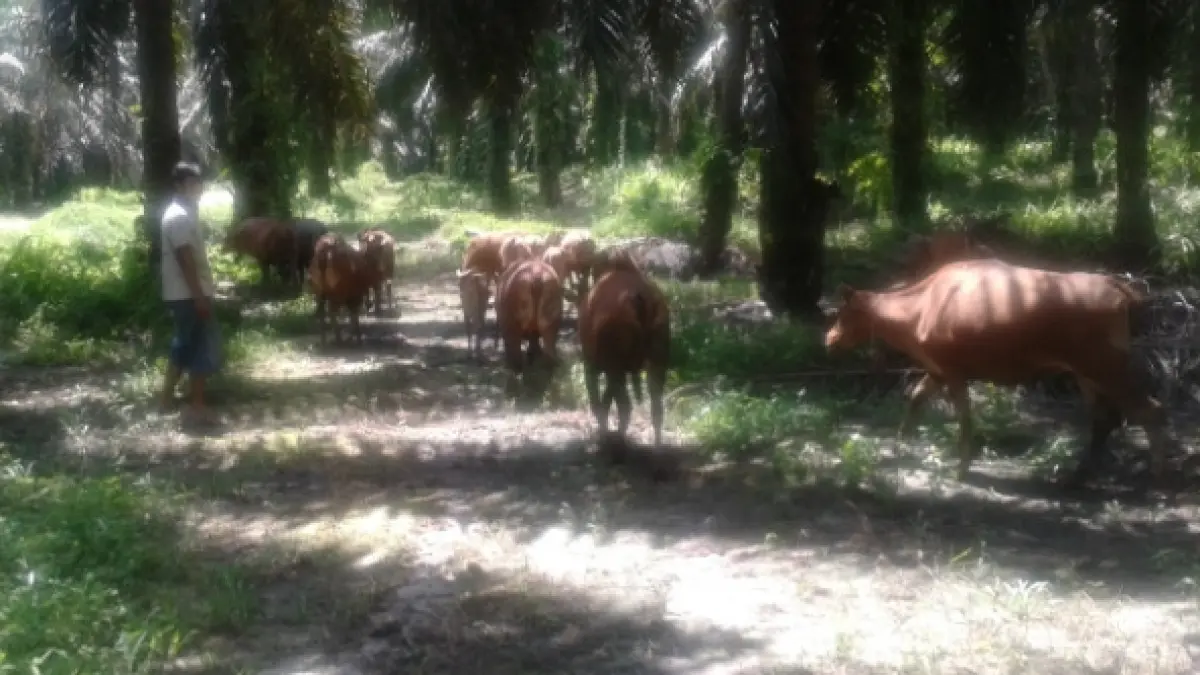 Ternak sapi dengan pola silvopastura berhasil dikembangkan di Desa Kondang, Kecamatan Kotawaringin Lama, Kabupaten Kotawaringin Barat, belum lama ini. (IST)&nbsp;