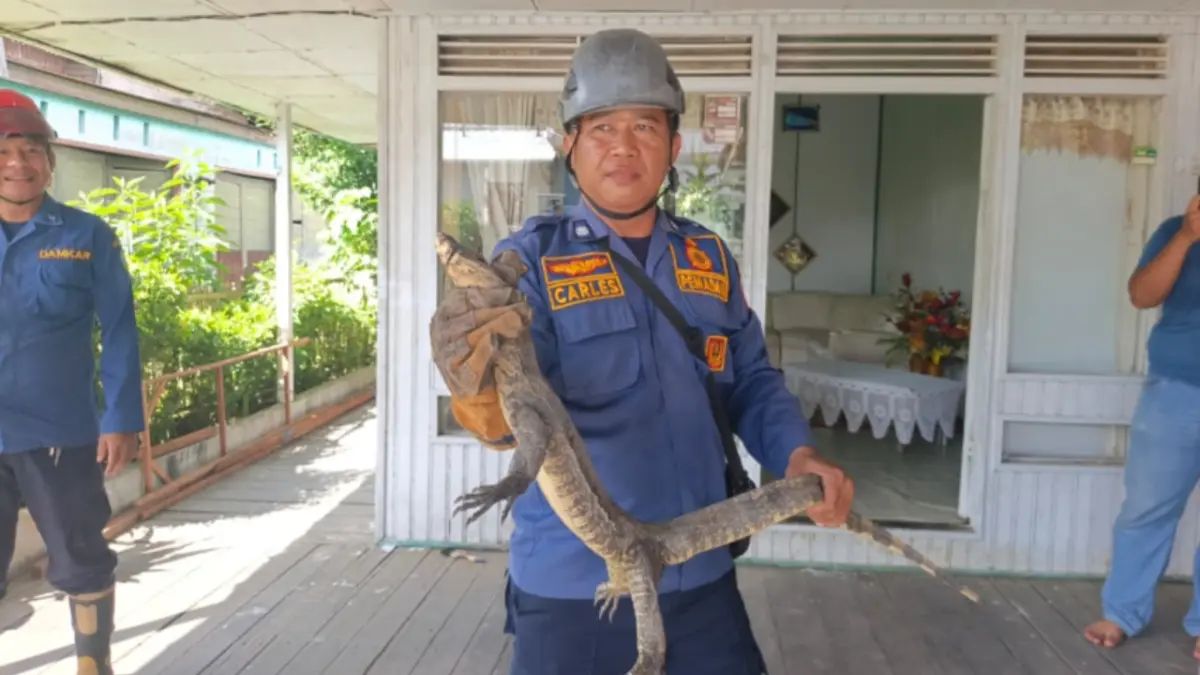 Petugas Disdamkarmat Kotim berhasil mengamankan biawak air yang masuk rumah warga di Jalan Kuini, Kecamatan Mentawa Baru Ketapang, Jumat (26/6/2026). Biawak tersebut juga sempat menginggit dan menakar warga yang hendak menangkapnya. (Disdamkarmat Kotim)