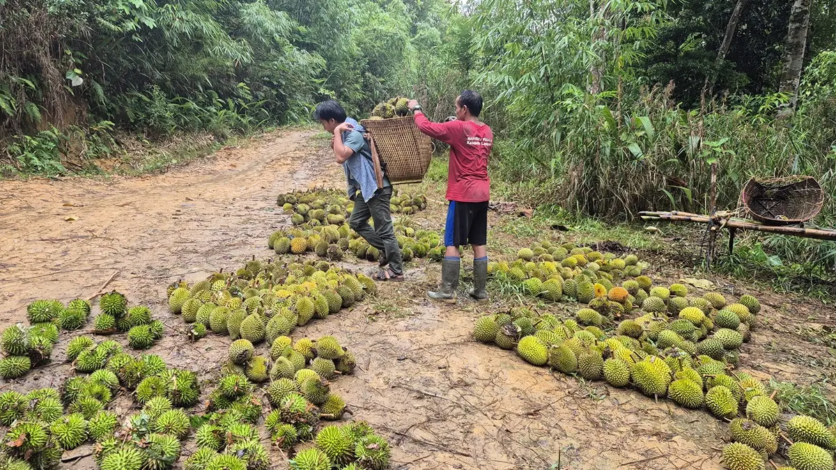 PANEN RAYA: Melimpahnya durian di Desa Benakitan, Kecamatan Batang Kawa, Kabupaten Lamandau, menjadi daya tarik&nbsp;wisatawan. (Ria Mekar/Radar Sampit)