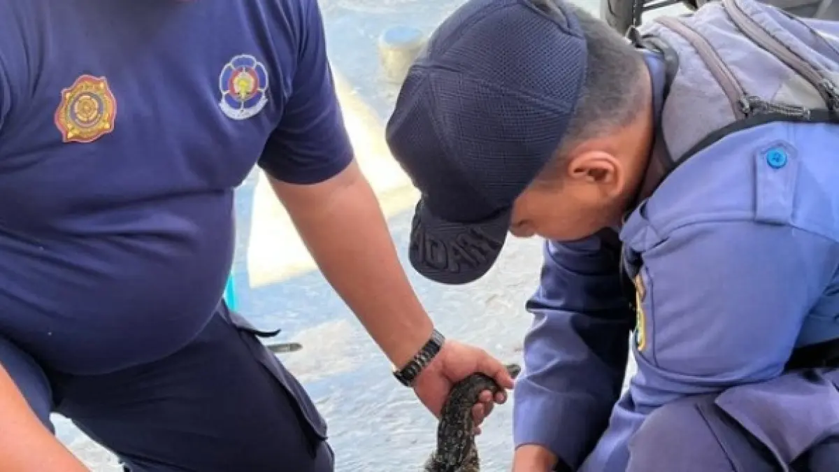 Evakuasi biawak dari dalam bak kamar mandi toko di jalan Sutan Syahrir, Kelurahan Sidorejo, Kecamatan Arut Selatan, Kabupaten Kotawaringin Barat belum lama ini. (Damkar Kobar) 