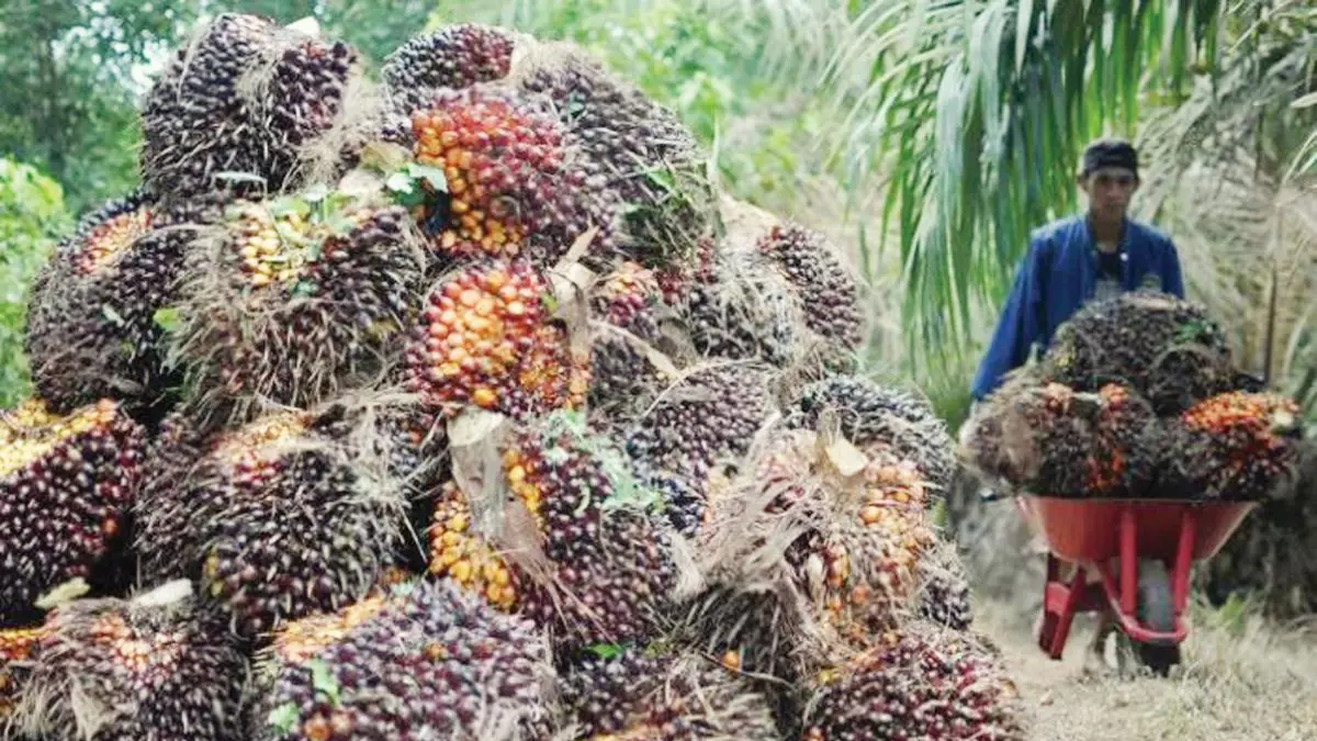 Ilustrasi kelapa sawit
