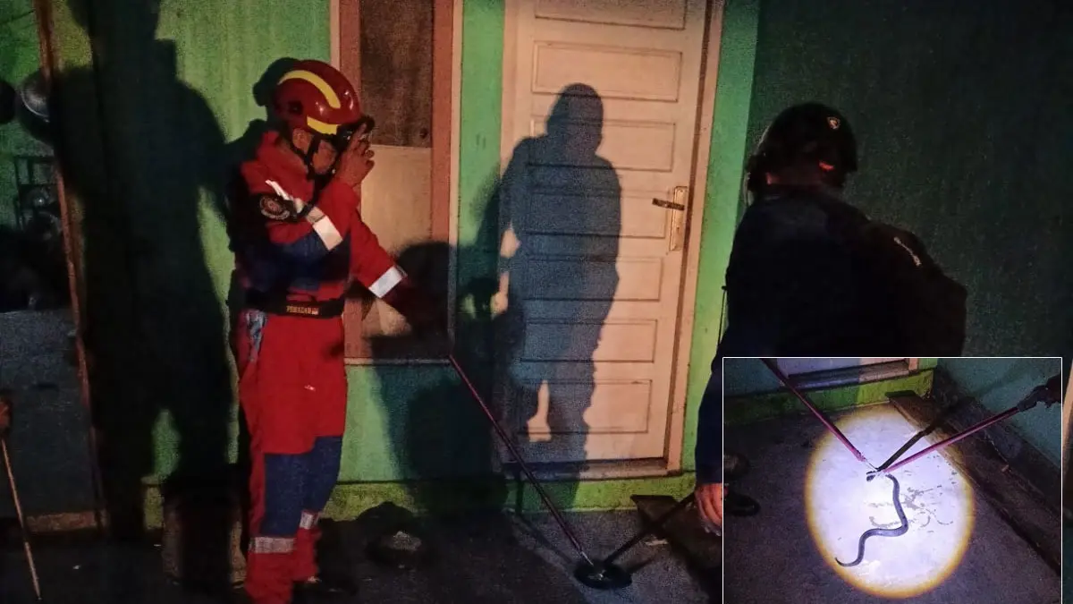Petugas Disdamkarmat Kotim berhasil menangkap kobra jawa yang bersembunyi di garasi rumah warga di Jalan Kapten Mulyomno Sampit, Kamis malam (2/7/2026). (Disdamkarmat Kotim)