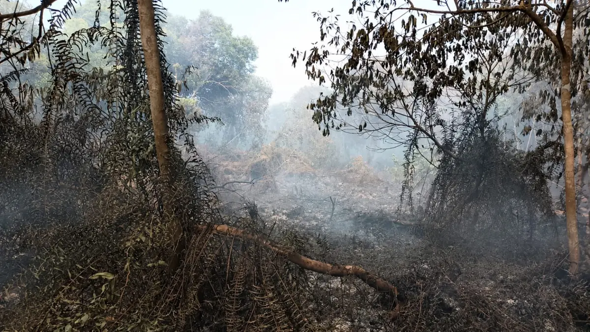 Semak seluas 5 hektare lebih terbakar di Desa Eka Bahurui, Kecamatan Mentawa Baru Ketapang, Kabupaten Kotawaringin Timur, Sabtu (4/7/2026). (Tim Gabungan Pencegahan Karhutla Kotim)&nbsp;