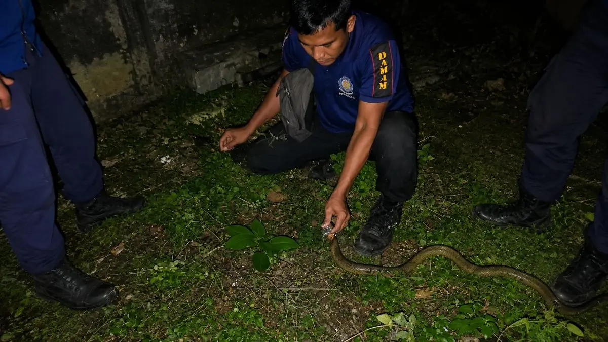 TANGKAP ULAR: Regu Damkar Seruyan menangkap ular yang masuk dapur rumah warga di Jalan D.I. Panjaitan, Gang Mangga, Kelurahan Kuala Pembuang II, Kecamatan Seruyan Hilir, Kamis (2/7) dini hari. FOTO: RIFANI/RADAR SAMPIT