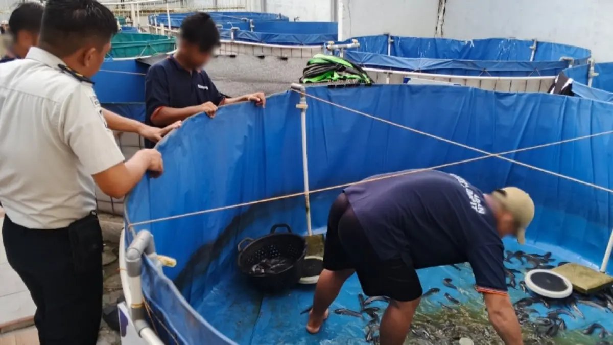 Pengembangan budidaya ikan lele dengan sistem bioflok di Lapas Kelas IIB Sampit, baru-baru ini. (istimewa/Lapas Sampit)