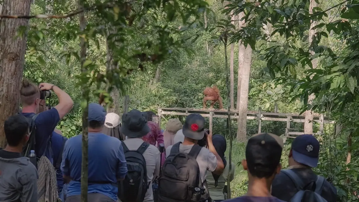 Menyaksikan aktivitas Orangutan (ist)