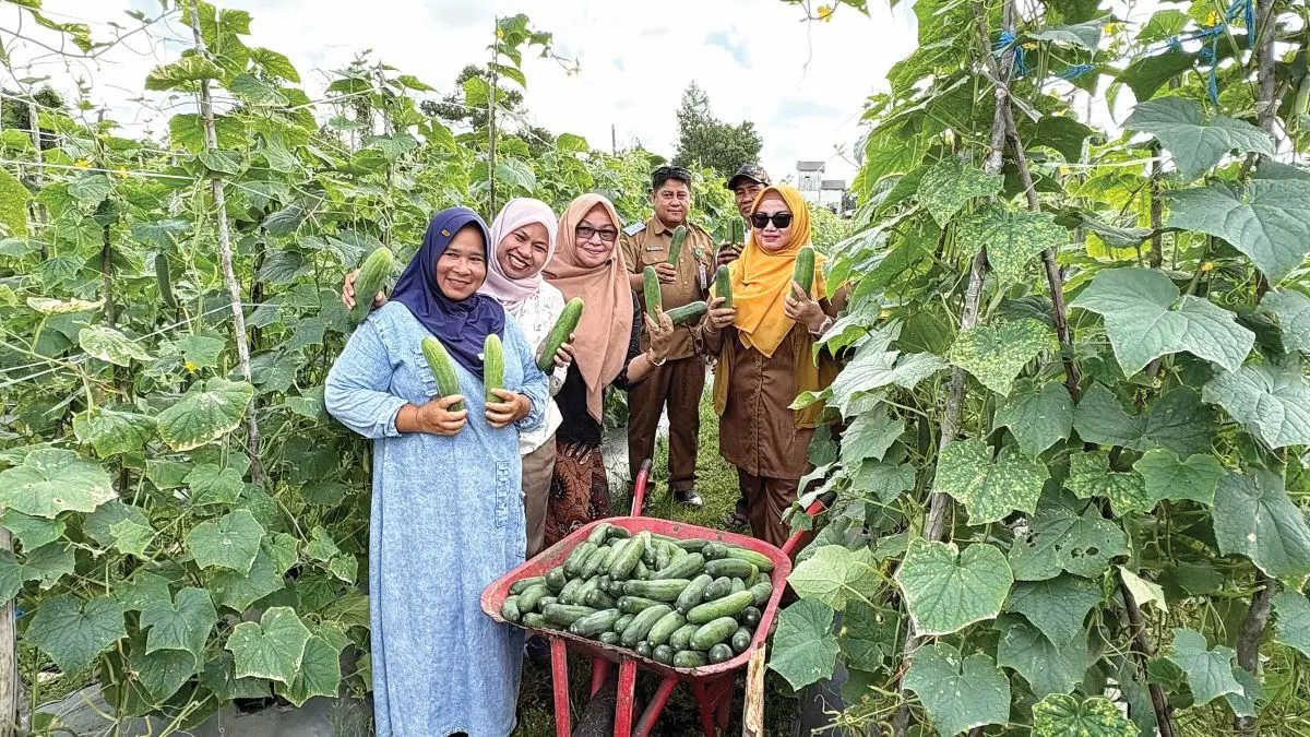 PANEN BERSAMA: Panen timun bersama Wabup Kotim Irawati di lahan pertanian Kelompok Tani Karya Indah, Jalan SPG, Kelurahan Ketapang, Kecamatan Mentawa Baru Ketapang, Selasa (7/7/2026). FOTO: YUNI/RADAR SAMPIT 