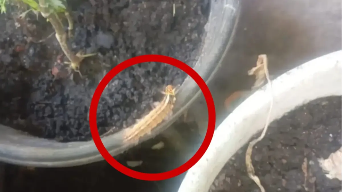Ulat bulu berada di pot bunga di pekarangan salah satu rumah warga di Gang Reformasi, Jalan Muchran Ali, Kelurahan Baamang Tengah, Kecamatan Baamang, Rabu (Warga/Radar Sampit)&nbsp;