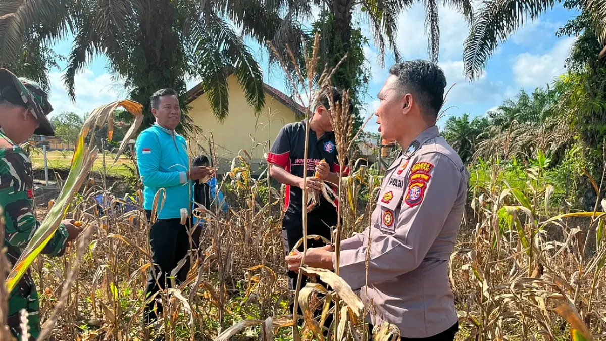 Pemdes Suka Maju bersama Badan Usaha Milik Desa melaksanakan panen jagung di lahan seluas satu hektare di Kecamatan Seruyan Tengah, Jumat (10/7).&nbsp; (RIFANI/RADAR SAMPIT)&nbsp;