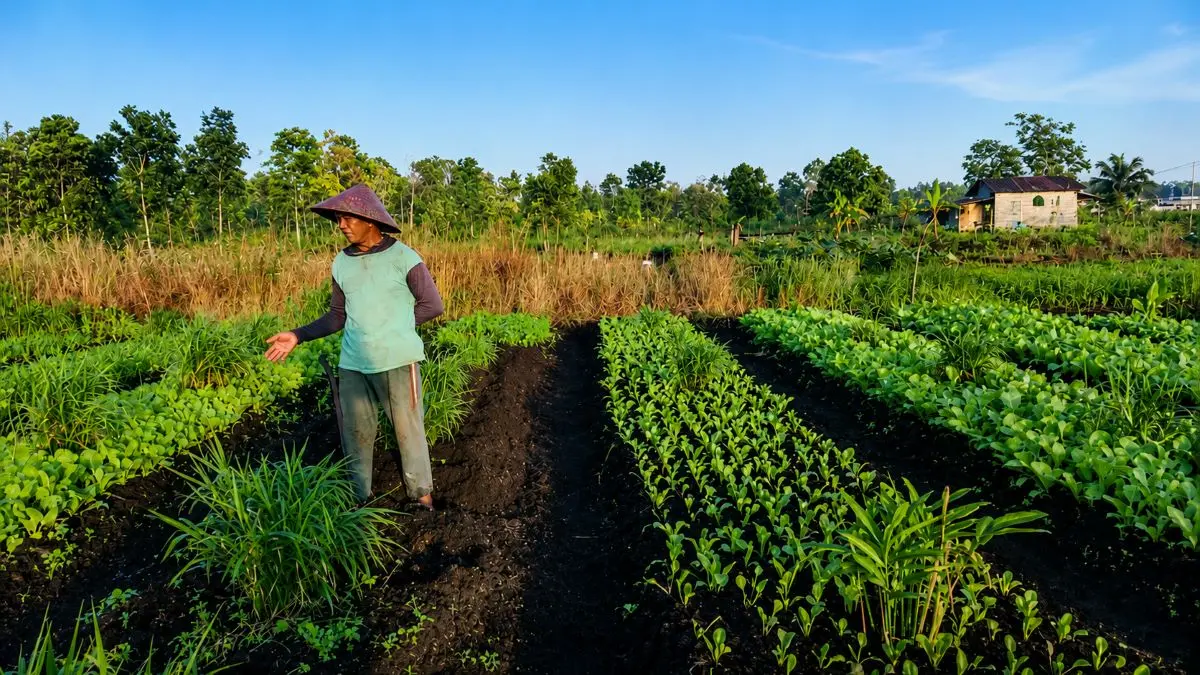 PERTANIAN : Karni menunjukkan tanaman sayur di kebun miliknya Jalan Rambutan, Sampit, Kotawaringin Timur. FOTO: ALFIAN ARWI PERMANA/RADAR SAMPIT