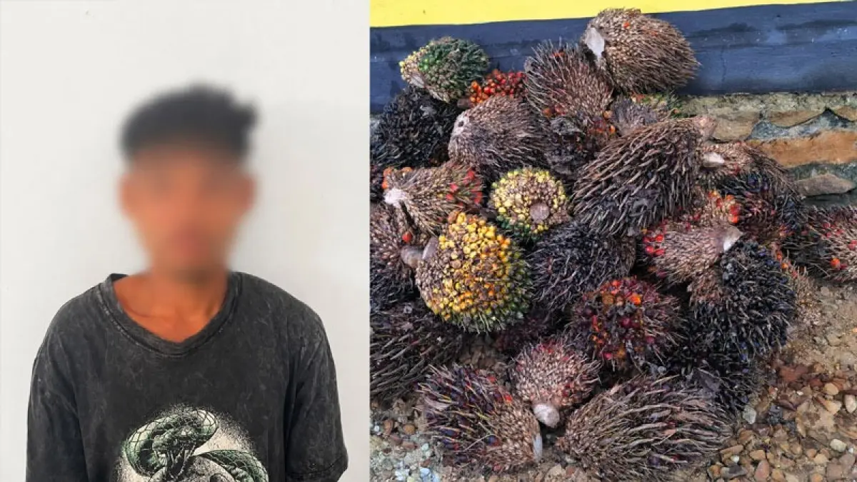 Salah seorang tersangkap pencurian TBS kelapa sawit di di areal perkebunan PT Karya Makmur Bahagia (KMB), Desa Luwuk Kowan, Kecamatan Antang Kalang, sementara rekannya kabur. (Humas Polres Kotim)