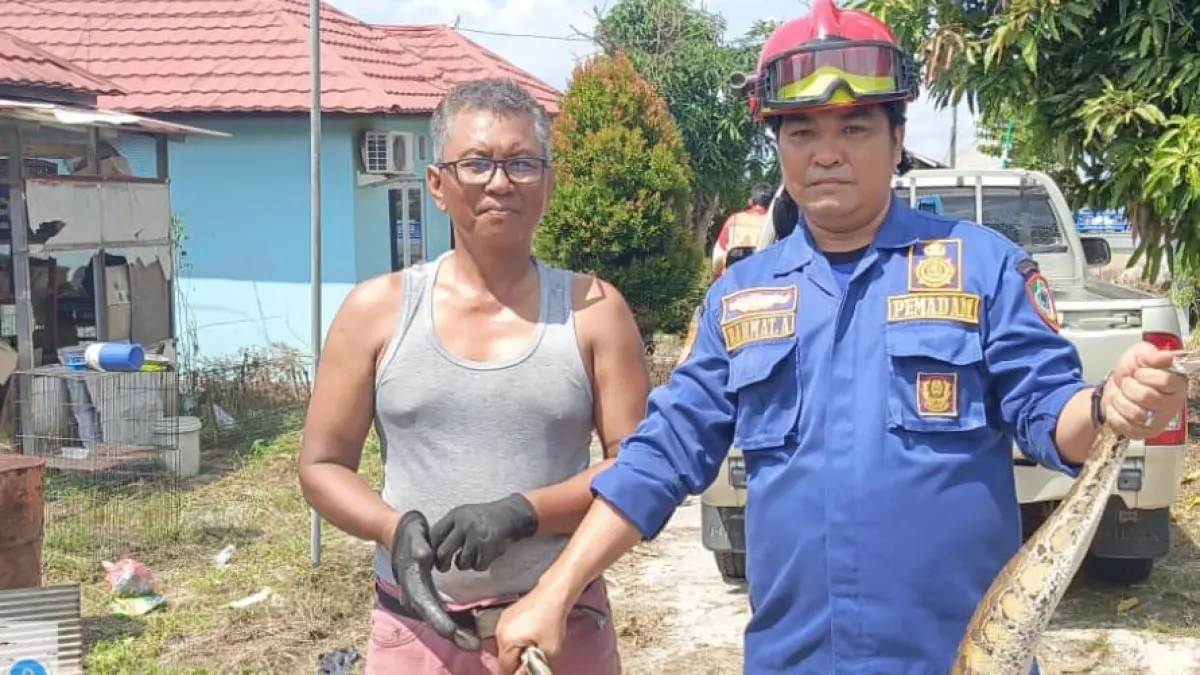 Seekor ular sanca darah berada di selokan warga di Perumahan Tidar Baru, Kelurahan Baamang Barat, Kecamatan Baamang, membuat geger warga setempat, Sabtu (11/7/2026). (Disdamkarmat Kotim)&nbsp;