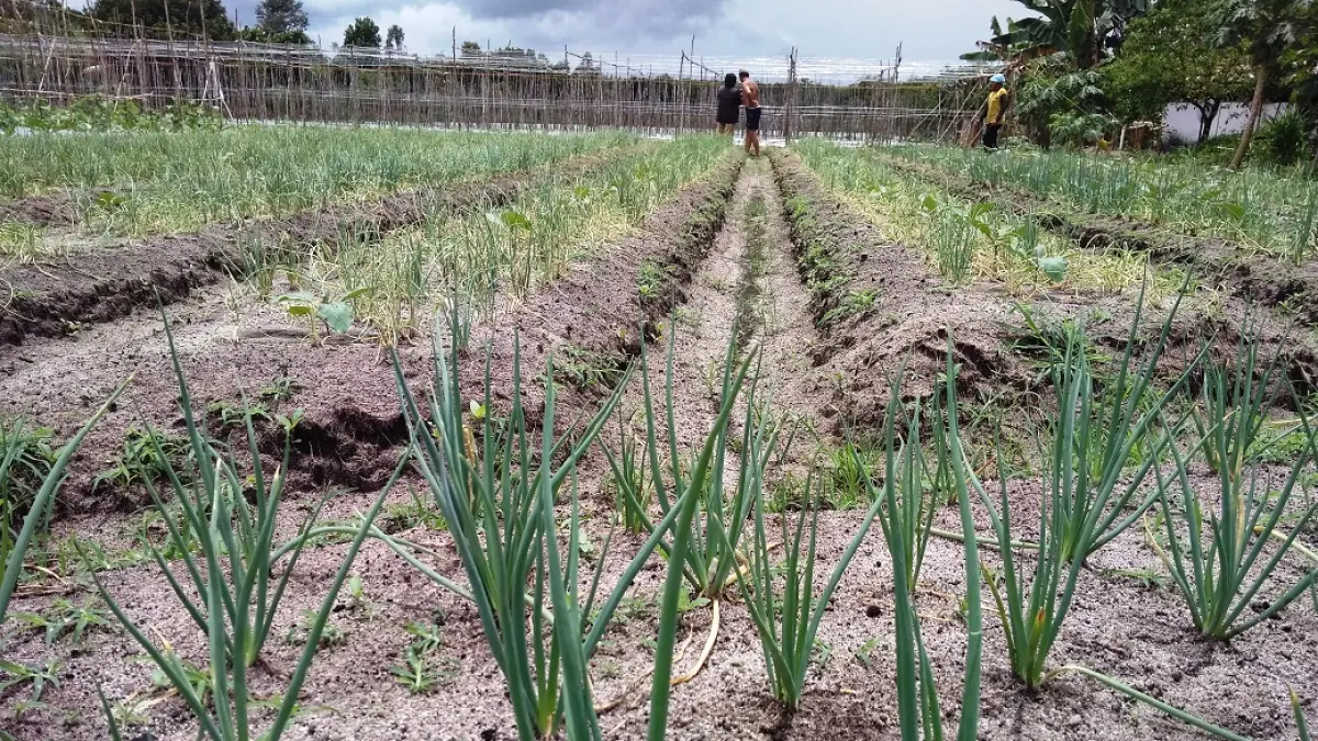 Salah satu lahan pertanian warga wilayah Kecamatan Kota Besi, yang rentan terdampak kekeringan  di musim kemarau.(dok.radarsampit)