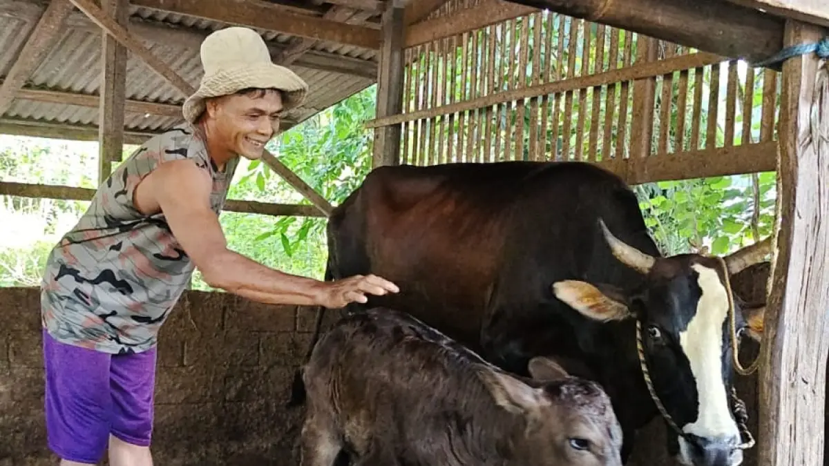 Pedet Wagyu betina tersebut lahir dari proses inseminasi menggunakan semen beku pejantan Ukane dengan kode bull 271782 TT 0902.