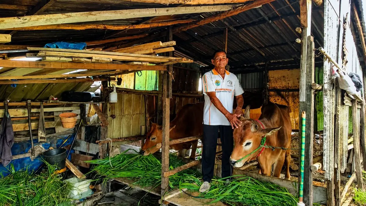MENITI HARAPAN: Demi menafkahi keluarga, Asmad tetap semangat beternak sapi di usia senja. FOTO: ALFIAN ARWI PERMANA/RADAR SAMPIT