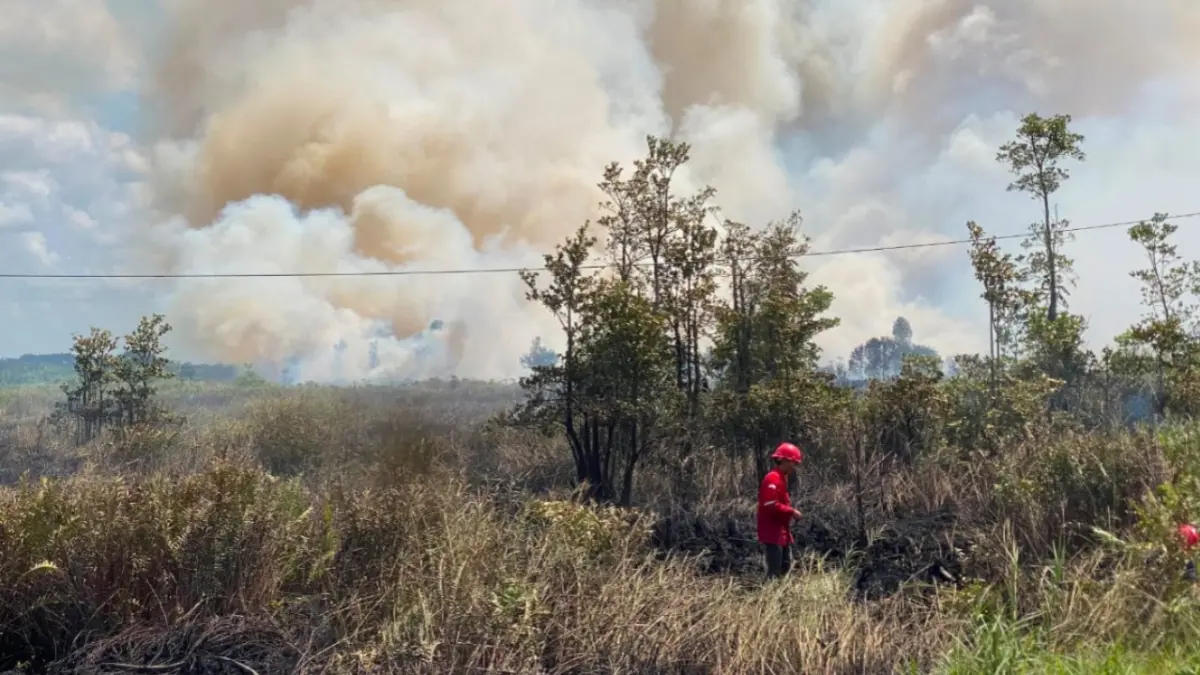 Kebakaran hutan dan lahan (karhutla) menghanguskan sekitar lima hektare lahan kosong di Desa Ujung Pandaran, Kecamatan Teluk Sampit, Jumat (24/7/2026). (Pos Sektor Samuda Disdamkarmat Kotim)