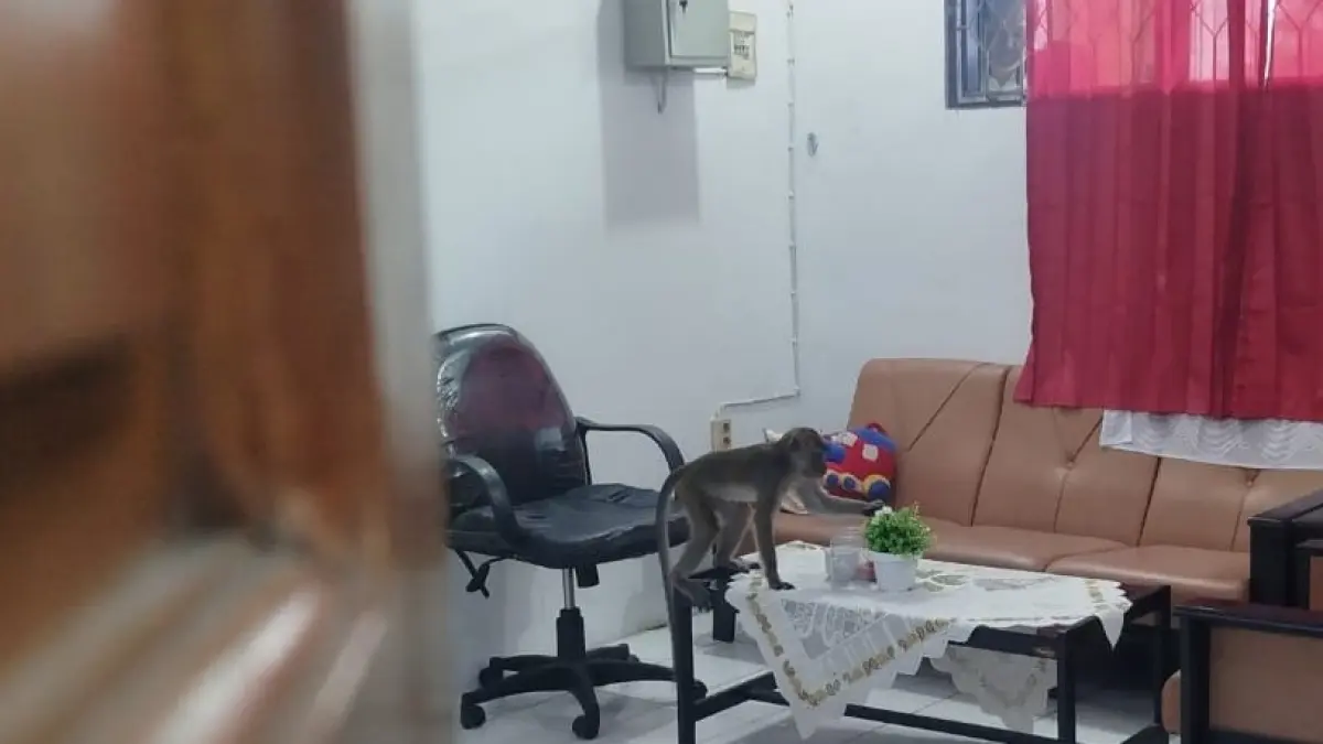 Seekor monyet ekor panjang saat berada di kantor BKPSDM Kotim, sebelum akhirnya dapat diamankan oleh petugas Disdamkarmat Kotim. (Disdamkarmat Kotim)
