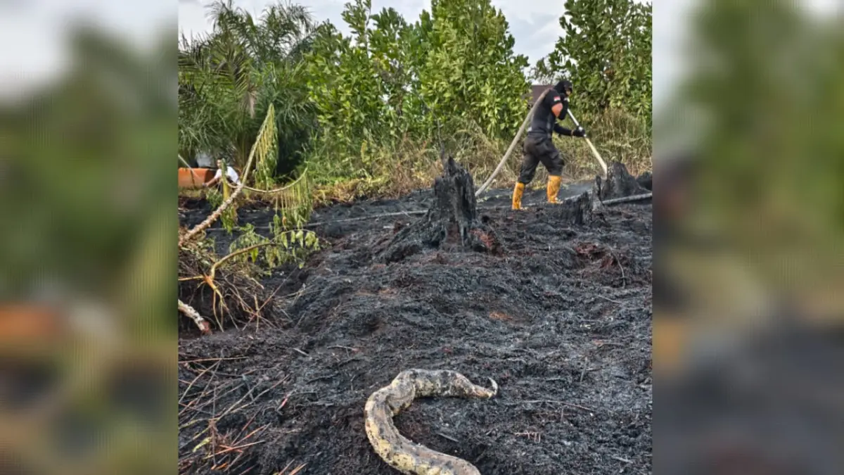 Bangkai ular sanca yang menjadi korban keganasan kebakaran hutan dan lahan di Kotim. (BPBD Kotim)