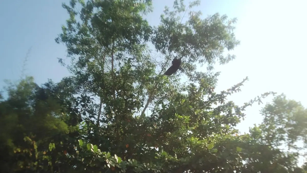 BERSARANG: Tawon atau lebah madu hutan bersarang di ranting pohon di Kawasan perkotaan Sampit, Jumat (31/7/2026). ALFIAN ARWI PERMANA/RADAR SAMPIT