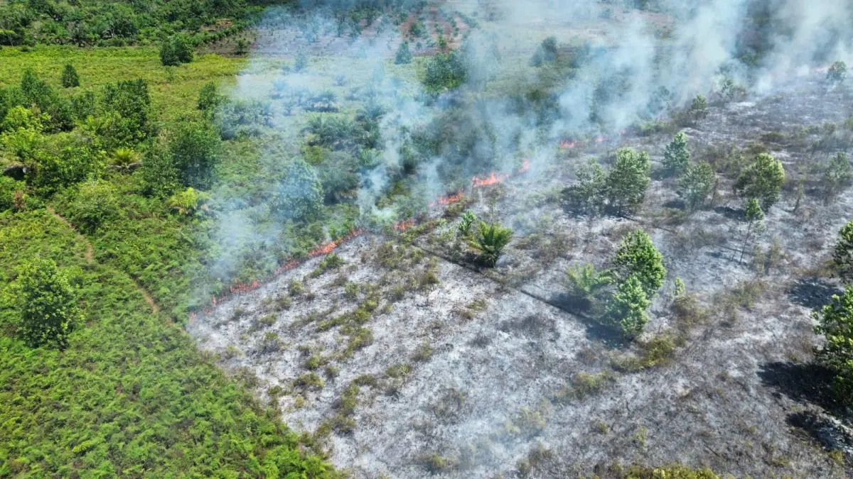 Kebakaran hutan dan lahan di wilayah Kecamatan Mentawa Baru Ketapang, tepatnya di Lingkar Kota Selatan, Kamis (30/7 /2026) tampak dari udara. (BPBD Kotim)&nbsp;
