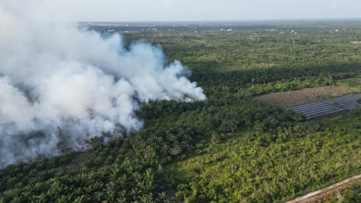 Kebakaran hutan dan lahan di Kotawaringin Timur berdampak besar terhadap kelangsungan hidup satwa liar, dalam beberapa hari terakhir dilaporkan ada orangutan yang lari ke permukiman warga untuk menghindari kebakaran. (Satgas Karhutla Kotim)