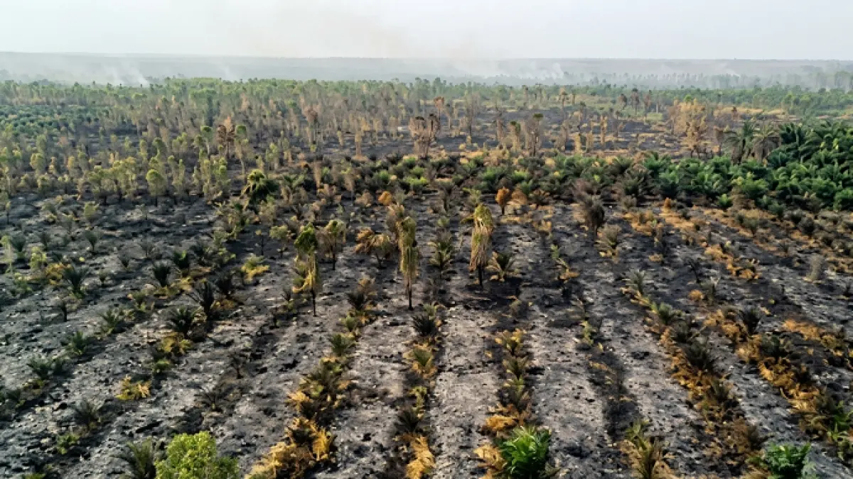 Lahan perkebunan warga di Desa Ramban, Kecamatan Mentaya Hilir Utara hangus terbakar dan menimbulkan kerugian secara ekonomi. (istimewa/MPA-MHU)