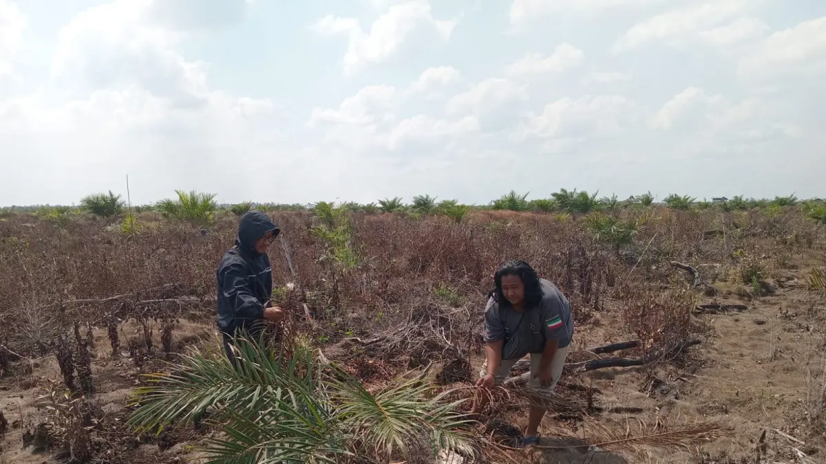 Petugas BKSDA bersama seorang warga mengamati anak pohon kelapa sawit yang diambil umbutnya oleh orangutan di Jalan Jenderal Sudirman Kilometer 15 Sampit-Pangkalan Bun. (BKSDA Resort Sampit)